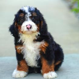 Burger - Tri-color male Bernedoodle puppy in Dundee, Ohio from Down Home Doodle
