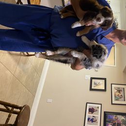 Aussiedoodle and Australian Shepherd Puppies from Annie's Aussies