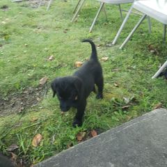 Tzeitel - Black female Flat-Coated Retriever puppy in Stillwater, Minnesota from Whirlwind Flat-Coated Retrievers