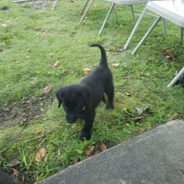 Tzeitel - Black female Flat-Coated Retriever puppy in Stillwater, Minnesota from Whirlwind Flat-Coated Retrievers