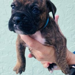 Boxer Puppies from Kruse Boxers
