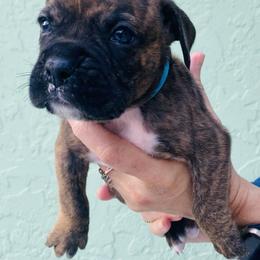 Boxer Puppies from Kruse Boxers