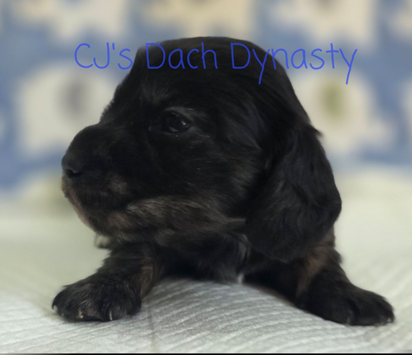 JUNIOR 3000 - Black and cream male Dachshund puppy in Gatesville, Texas from CJ's Dach Dynasty