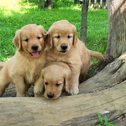 Golden Retriever Puppies from Valley Creek Farm