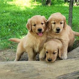 Golden Retriever Puppies from Valley Creek Farm