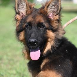 Cosmo - Black and red male German Shepherd puppy in Azle, Texas from Nuckols-Alsup Canines German Shepherds