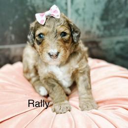 Rally - Sable female Bernedoodle puppy in Pasco, Washington from Camp Doodle Woods