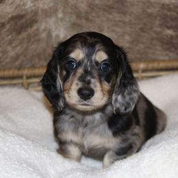 Dachshund Puppies from Rustic Bark Page's Dachshunds
