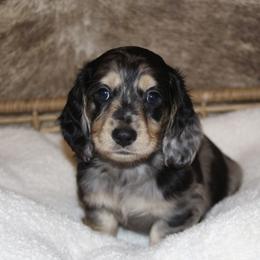 Dachshund Puppies from Rustic Bark Page's Dachshunds