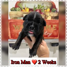 Boy 3 - Brindle male Boxer puppy in Greenwell Springs, Louisiana from Bayou Boxer Haus - Baton Rouge Boxers
