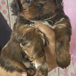 Sparky - Red male Shih Tzu puppy in Chico, California from North State Shih tzus