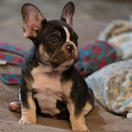 Luna - Tricolors female French Bulldog puppy in Phoenix, Arizona from ANE French Bulldogs