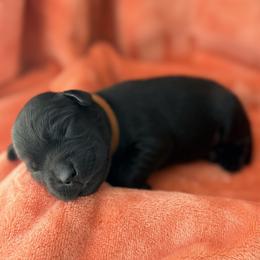 Brown Collar - Black male Labrador Retriever puppy in Port Saint Lucie, Florida from Fleeher Labradors