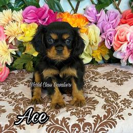 Ace - Black and tan male Cavalier King Charles Spaniel puppy in Hollywood, Florida from World Class Cavaliers