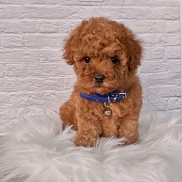 Pumbaa (AKC) - Red  male Poodle puppy in Riverside, California from Red Toy Poodle World