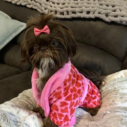 Shih Tzu All Grown Up from Southwest Shih Tzu