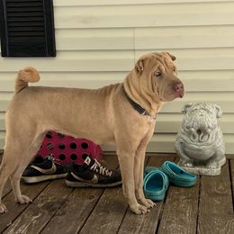 Elcee - Chinese Shar-Pei