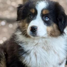 Rory - Black tri male Miniature Australian Shepherd puppy in Patterson, North Carolina from DreamLine Aussies