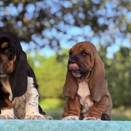 Naomi - Black brown and white female Basset Hound puppy in Springfield, Missouri from Baylee’s Bassets