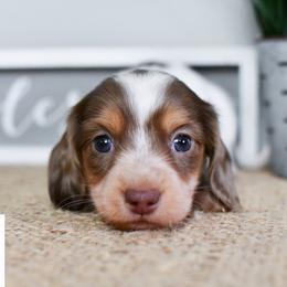 Dapple pie boy - Chocolate and tan male Dachshund puppy in Empire, Alabama from Heart of Dixie Kennel