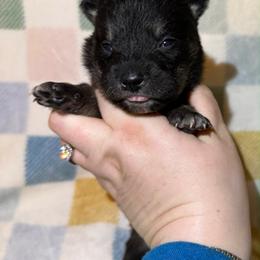 Mio - Black & tan female Shikoku Ken puppy in Charleston, West Virginia from Kiseki No Yama