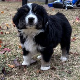 Outlaw - Black & white male Australian Shepherd puppy in Piedmont, Oklahoma from 101 Aussies