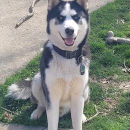 Siberian Husky All Grown Up from WolfPackk