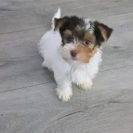Snickers - Parti male Yorkshire Terrier puppy in Odenville, Alabama from Yorkie Prints