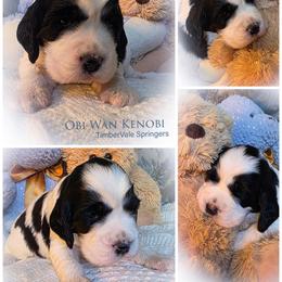 Boy 1 'Obi-Wan Kenobi' - Black and white male English Springer Spaniel puppy in Silverdale, Washington from TimberVale Springers