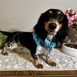 Kimmie - AKC - French Bulldog