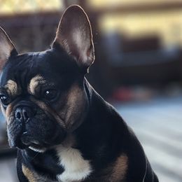 Amari - French Bulldog