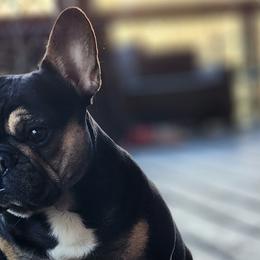 Amari - French Bulldog