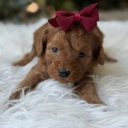 Ruby - Red female Cavapoo puppy in Hardin, Texas from Oodlesoflildoodles