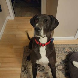Athena - Great Dane