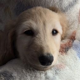 Sunshine - Cream female Afghan Hound puppy in Watsonville, California from Summerbrook Afghans