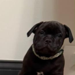 Green - Brindle male Staffordshire Bull Terrier puppy in Columbus, Ohio from Bullwark Staffordshire Bull Terriers