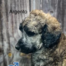 Argentina - Brindle male Poodle puppy in Greenville, North Carolina from Grace Poodles
