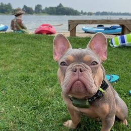 Raya - French Bulldog