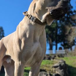 Ogham - Cane Corso