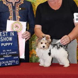 Biewer Terriers from Cloud Nine Biewer Terriers