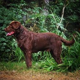 Otso - Labrador Retriever