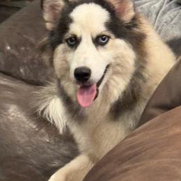 Mabel - Pomsky
