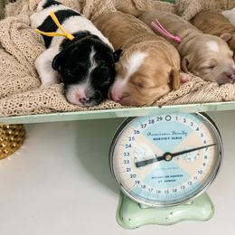 Cavapoo Puppies from The Cuddle Cavapoo Co.