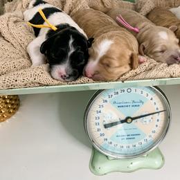 Cavapoo Puppies from The Cuddle Cavapoo Co.