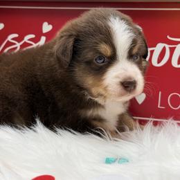 Lindor - Red tri male Toy Australian Shepherd puppy in Blacksburg, South Carolina from Blue’s Family Aussies