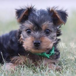 Phineas - Black and tan male Yorkshire Terrier puppy in Ceres, California from Mr.Yorkie
