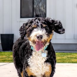 Roz - Bernedoodle