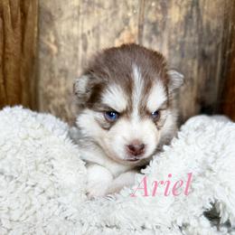 Ariel - Chocolate female Pomsky puppy in Grass Valley, California from Karalot Pomskies