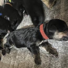 Red Girl - female Golden Mountain Dog puppy in Colorado Springs, Colorado from Bastian Mountain Dogs