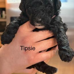 Tipsie - Parti female Poodle puppy in Virginia Beach, Virginia from Piva’s Prestige Miniature Poodles